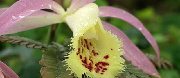 Pleione - Tibetorchidee